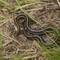 I did encounter this non-venomous garter snake, about 20" long and quick to run away