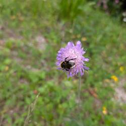 Hummel an Blume