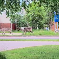 Rush Hour in Ivalo 😂😍