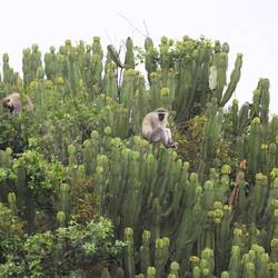 Vervet Monkey