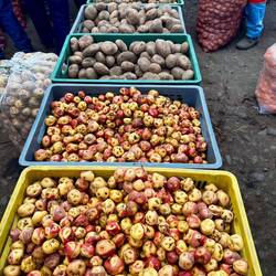 Kartoffeln, das Hauptnahrungsmittel der Misak