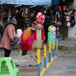 Warum fängt die Dame wohl den Lama-Urin auf? 🦙🤔❔