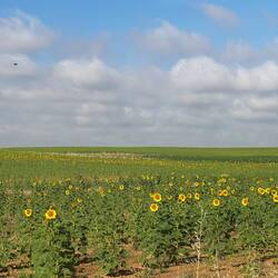The first field of sunflowers we've seen in bloom for almost two weeks.