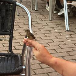 The baby bird perching on Emma's hand.