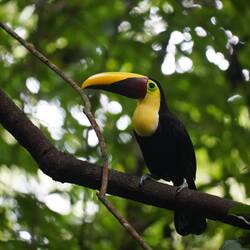 Goldkehltucan (Yellow throatedTucan)
