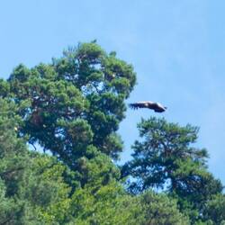 ... and just above the tree line
