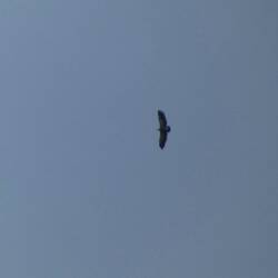 Griffon vulture high above