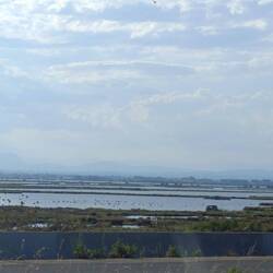 Hä? Und dann steh'n da einfach so 🦩🦩 rum? 🤷🏻‍♀️🤯