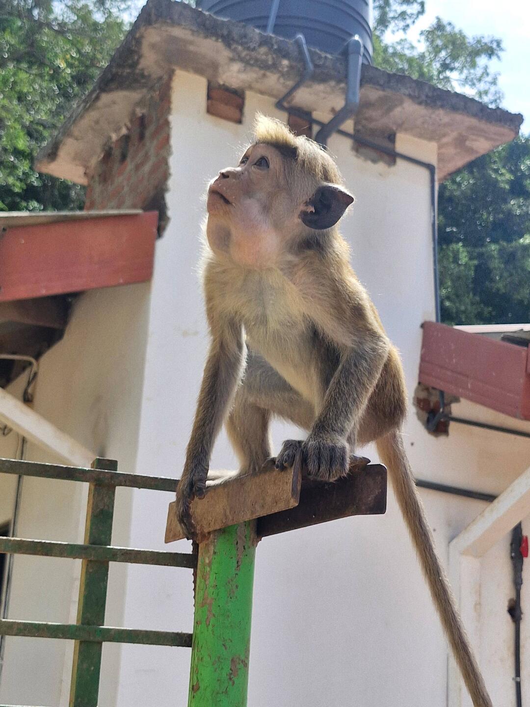 Monkeys are quite cute