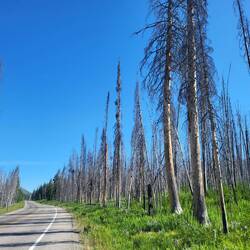 Bevor wir einen eher trostlosen Abschnitt mit toten Bäumen durchqueren mussten