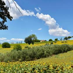 Mich mehr Sonnenblumen.