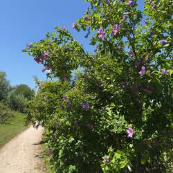 Wunderschöner Radweg mit Hibiskus.