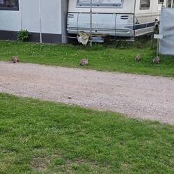 Besuch von der Hasenfamilie 🐇