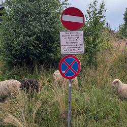 Die Schafe haben sich nicht mit den Verkehrszeichen auseinandergesetzt