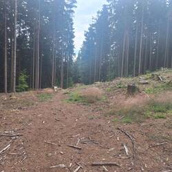 Paar Bäume weg