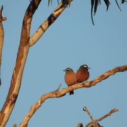 White-browed Woodswallow