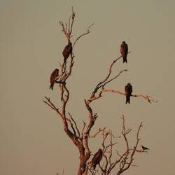 Black Kites