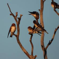 Fairy Martins