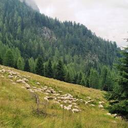 ... vorbei an Schafherden mit netten Hunden!😉