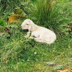 Und plötzlich liegt ein Lamm am Wegesrand - mutterseelenallein!