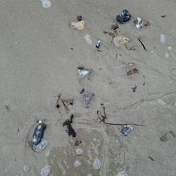 Stillleben im Wasser
