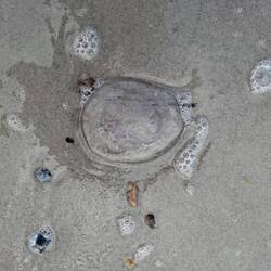 Das sind sie, die Ostsseequalen