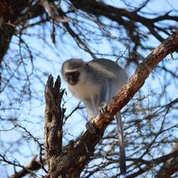 Es gibt außerdem Affen...