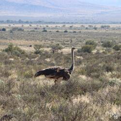 Auf dem Rückweg treffe ich mehrfach auf Strauße...