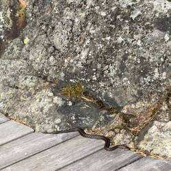 Kreuzotter. Giftig, aber eigentlich scheu.