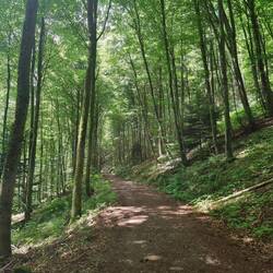 Pad naar / Path to Blumenstein