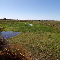 Tropisches Feuchtgebiet