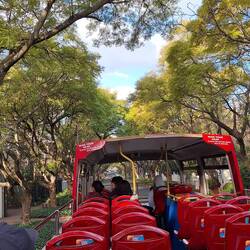 Jacaranda trees not in bloom