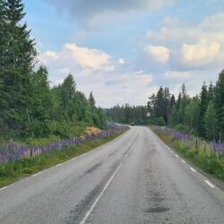 Lupinen säumen über viele zig Kilometer die Straßenränder