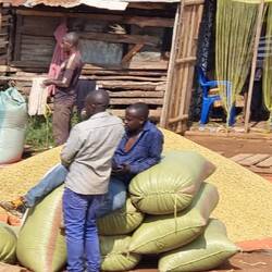 einer liegt immer auf der faulen Haut - mindestens
