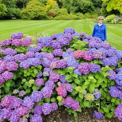 Blue and purple were my favorite hydrangeas