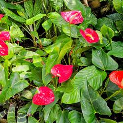 Anthuriums at Bloedel Conservatory