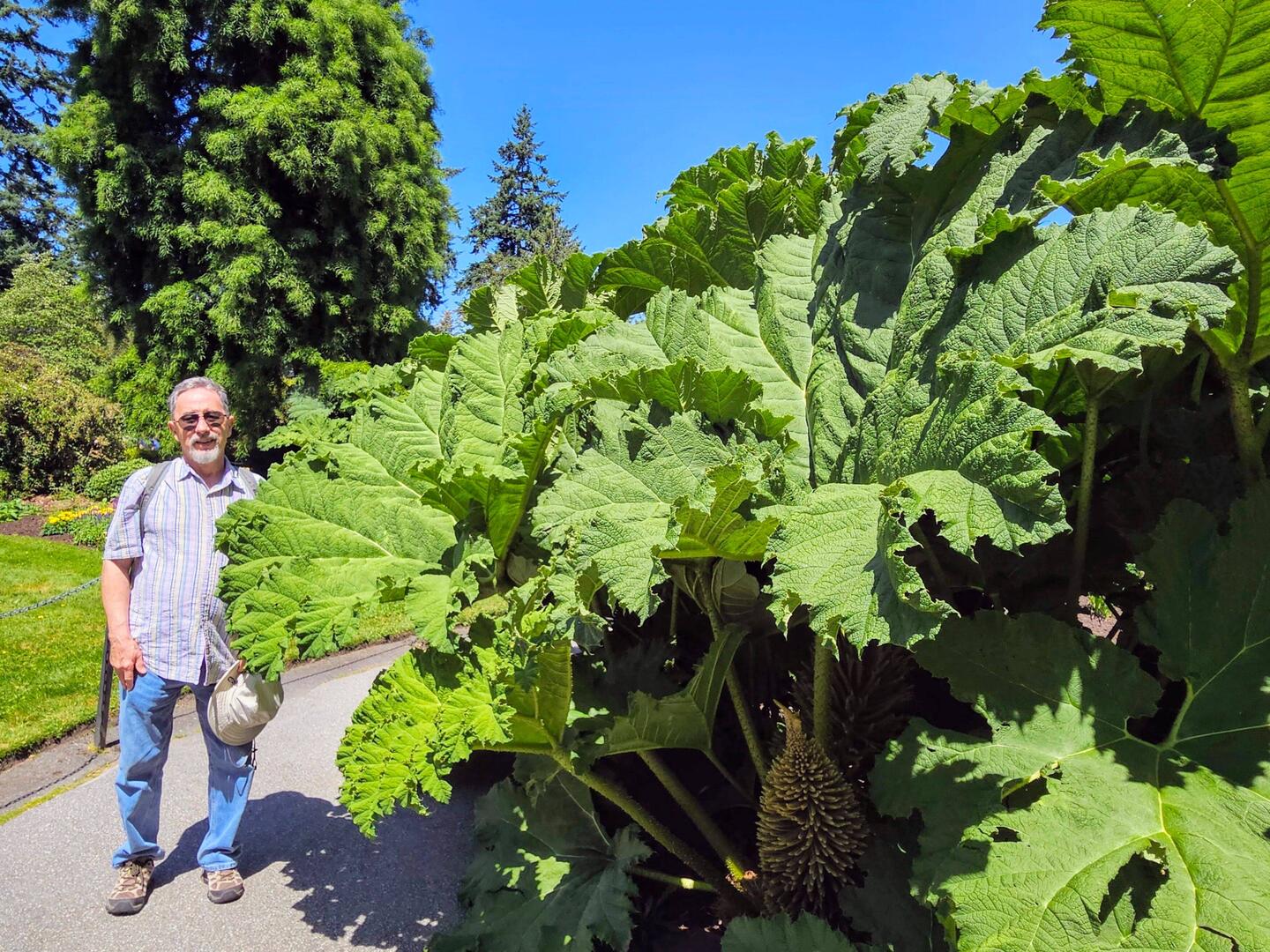HUGE leaves on this plant! We think it is Gunnera Manicata, also called Giant Rhubarb