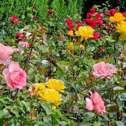 Lots of roses at the VanDusen Botanical Garden