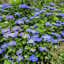 SOOO many hydrangeas!!!!