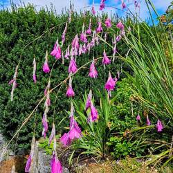 Angel's Fishing Rod - in the Iris family