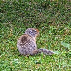 Da sind sie wieder, die Columbian Ziesel (Columbian Ground Squirrel)