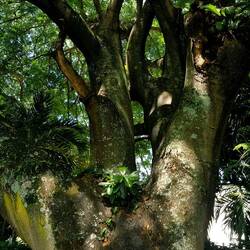 A huge, beautiful tree.