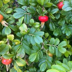 Rose hip!