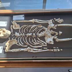 Little Foot - Australopithecus