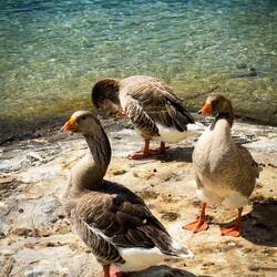 Geese near Rousseau Island — Geneva.