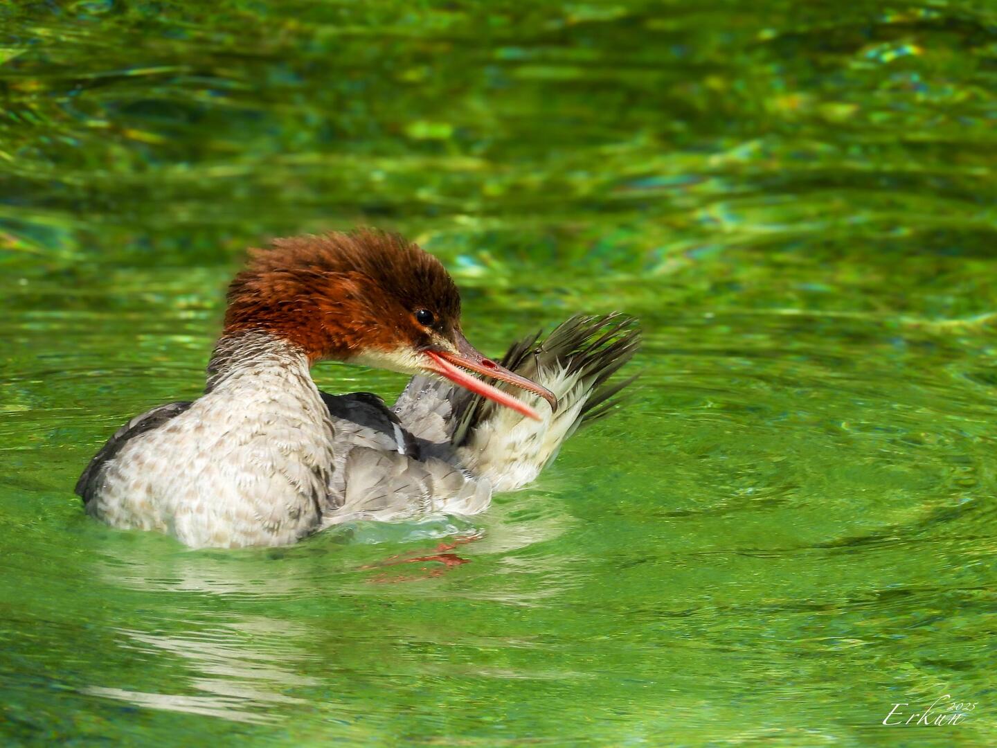 A grebe preening its feathers after its morning ablutions — Geneva.