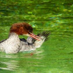 A grebe preening its feathers after its morning ablutions — Geneva.