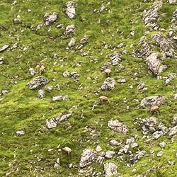 Gemsen (vergrößern notwendig) 😂😉