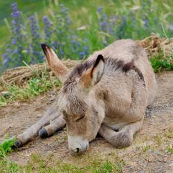 Einfach am Straßenrand eingeschlafen