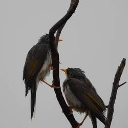 wet birds at Port Augusta Arid Gardens.